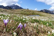 30 Pensavo di trovarli i crocus...eccoli !